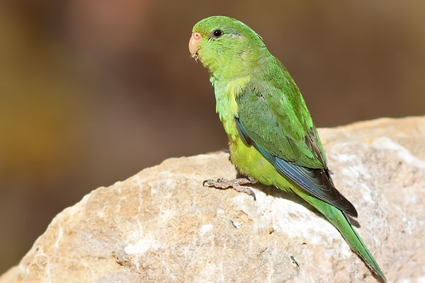 Catita Serrana Chica