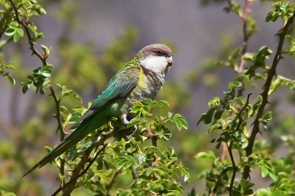 Catita Serrana Grande