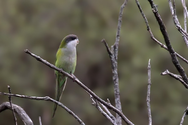 Catita Serrana Grande