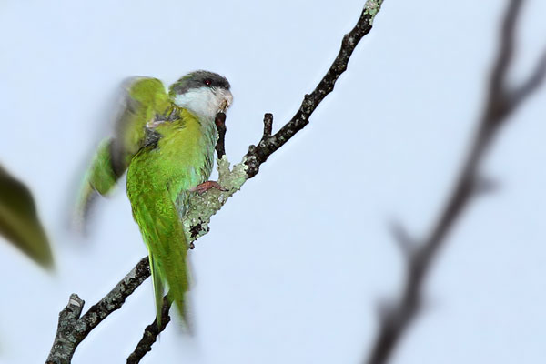 Catita Serrana Grande