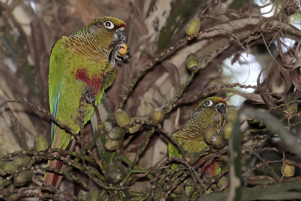 Chiripepé Cabeza Verde