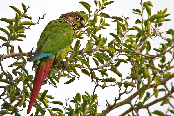 Chiripepé Cabeza Parda