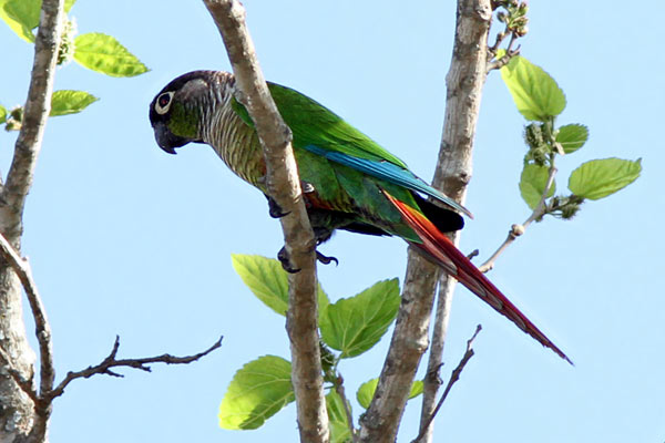 Chiripepé Cabeza Parda