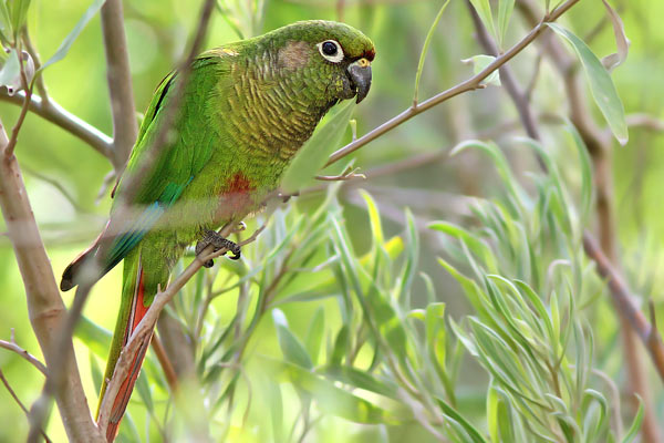 Chiripepé Cabeza Verde