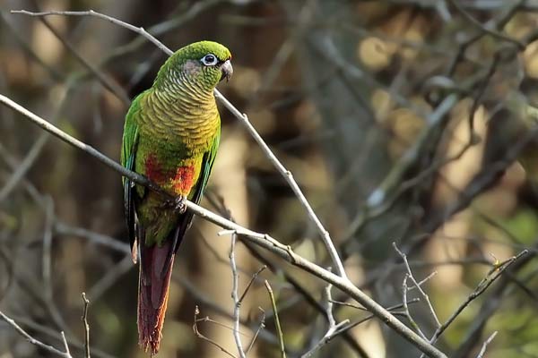 Chiripepé Cabeza Verde