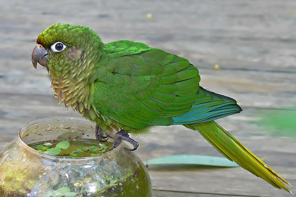 Chiripepé Cabeza Verde