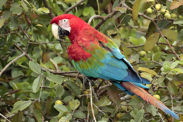 Guacamayo Rojo