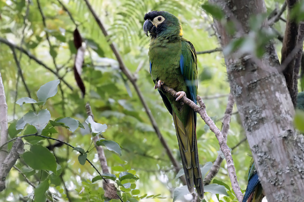 Maracaná Cuello Dorado
