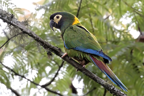 Maracaná Cuello Dorado