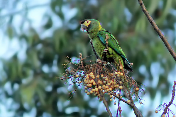 Maracaná Cuello Dorado