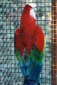 Guacamayo Rojo