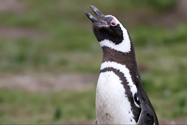 Pingüino Patagónico