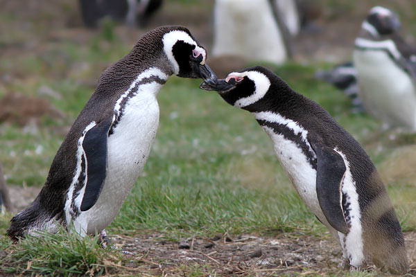 Pingüino Patagónico