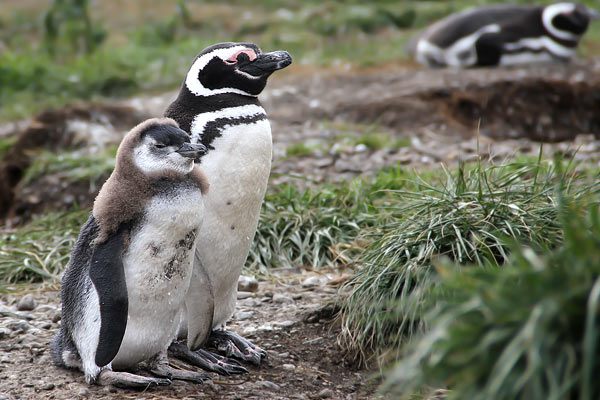 Pingüino Patagónico