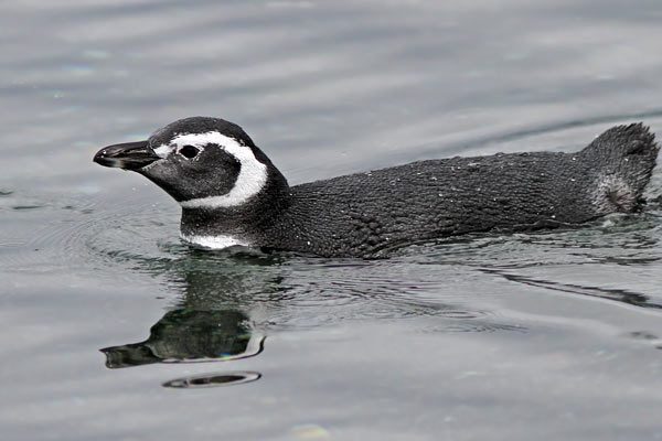 Pingüino Patagónico