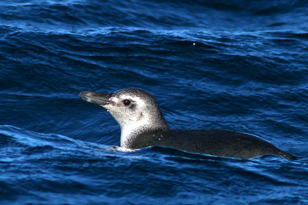 Pingüino Patagónico