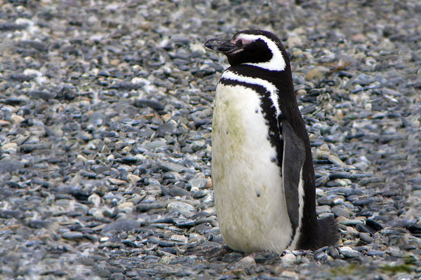 Pingüino Patagónico