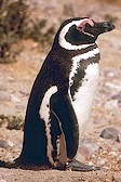 Pingüino Patagónico