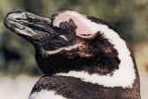 Pingüino Patagónico