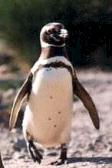 Pingüino Patagónico