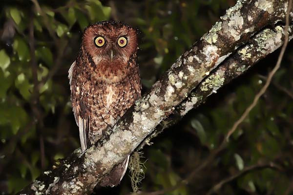 Alilicucú Yungueño