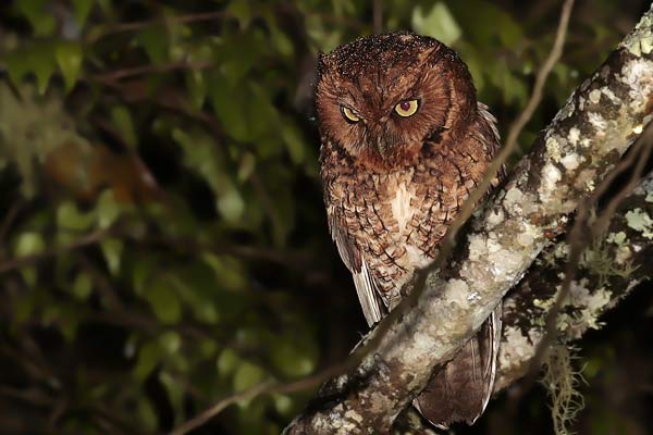 Alilicucú Yungueño