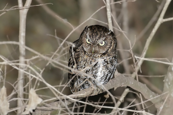 Alilicucú Yungueño