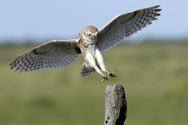 Lechucita Vizcachera