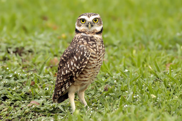 Lechucita Vizcachera