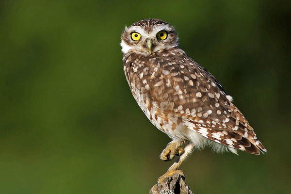 Lechucita Vizcachera