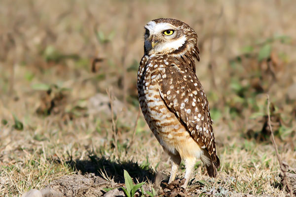Lechucita Vizcachera