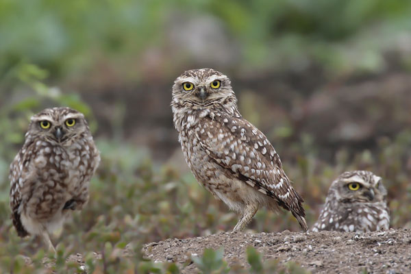 Lechucita Vizcachera