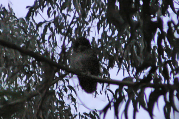 Lechuza Bataraz Austral