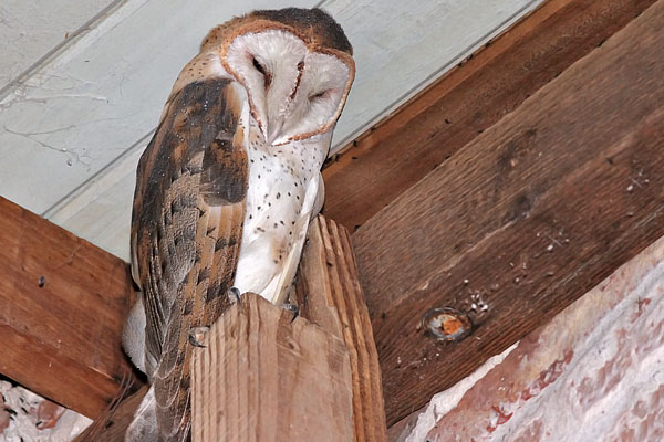 Lechuza de Campanario