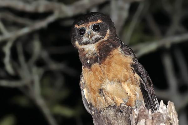 Lechuzón Mocho Chico
