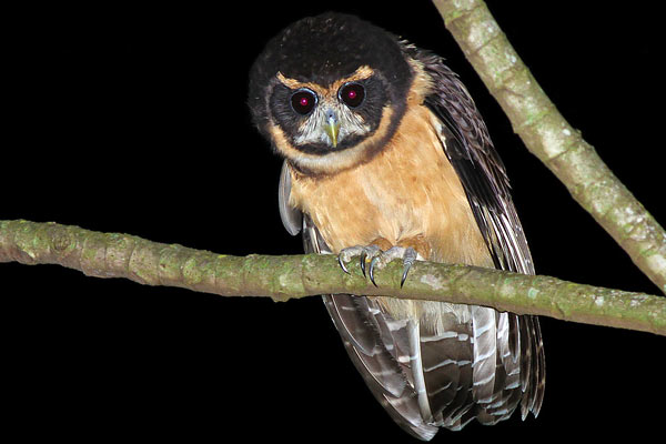 Lechuzón Mocho Chico