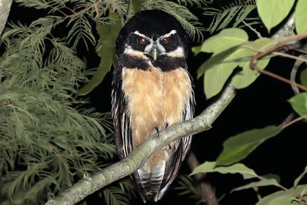 Lechuzón Mocho Grande