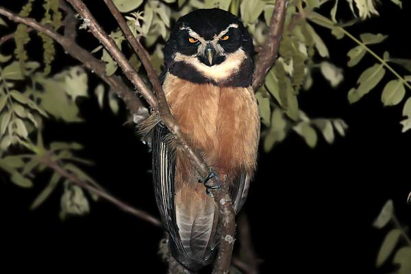 Lechuzón Mocho Grande