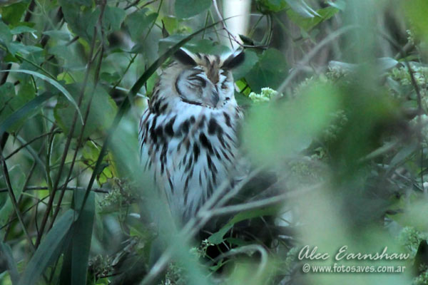 Lechuzón Orejudo