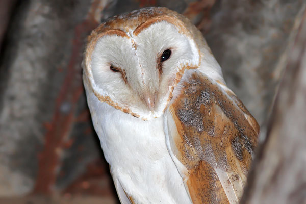 Lechuza de Campanario