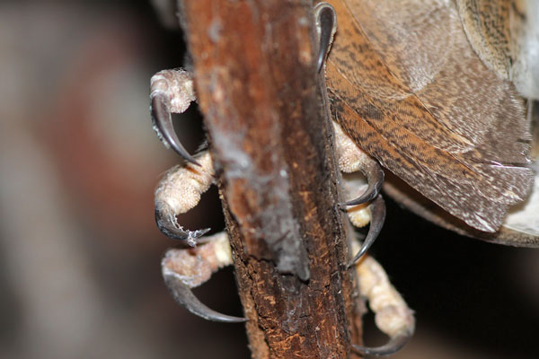 Lechuza de Campanario