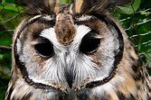 Lechuzón Orejudo