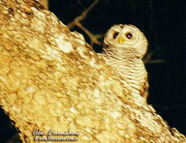 Lechuza Bataraz Chaqueña