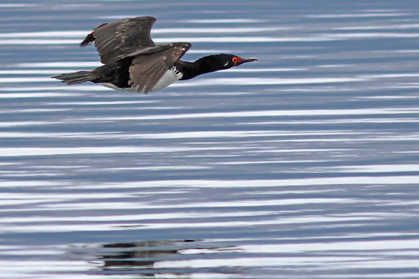 Cormorán Cuello Negro