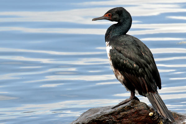 Cormorán Cuello Negro
