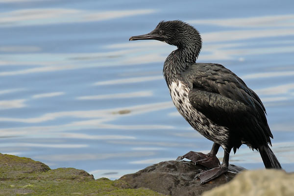 Cormorán Cuello Negro