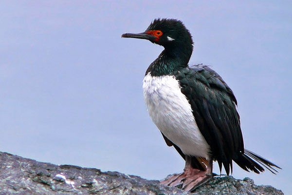 Cormorán Cuello Negro
