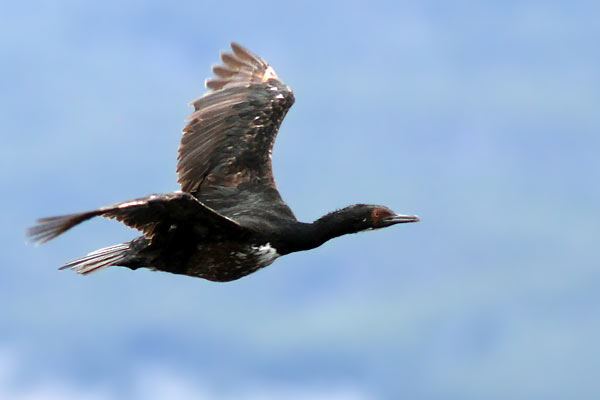 Cormorán Cuello Negro