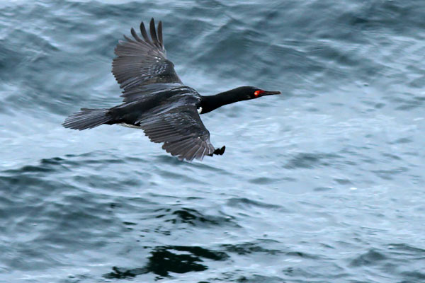 Cormorán Cuello Negro