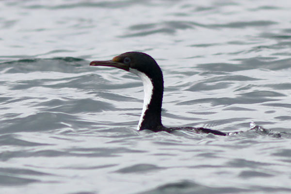 Cormorán Imperial